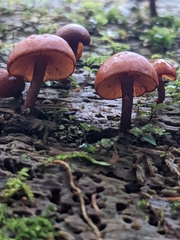 Gymnopilus picreus