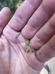 Dichondra carolinensis
