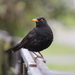 Eurasian Blackbird - Photo (c) Noah Fenwick, some rights reserved (CC BY-NC), uploaded by Noah Fenwick