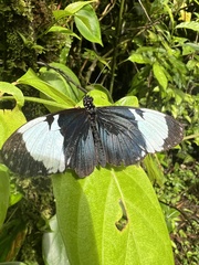Heliconius cydno