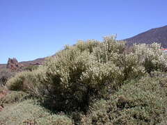 Cytisus supranubius image