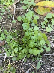 Dichondra carolinensis