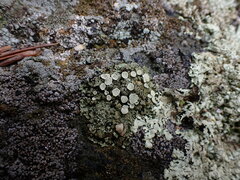 Rhizoplaca chrysoleuca