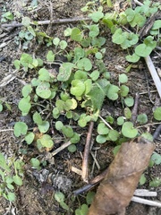 Dichondra carolinensis