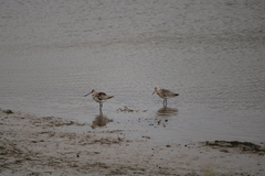 Limosa lapponica baueri
