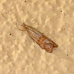 Euchromius ocellea