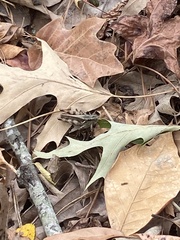 Melanoplus ponderosus