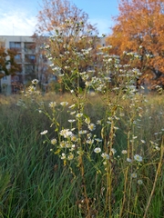 Erigeron annuus