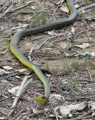 Dendrelaphis punctulatus
