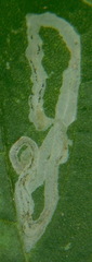 Liriomyza bryoniae