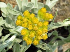 Helichrysum