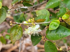 Eugenia uniflora