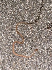 Masticophis flagellum flagellum