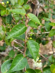 Eugenia uniflora