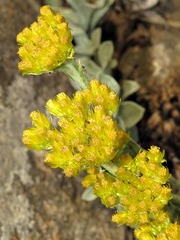 Helichrysum