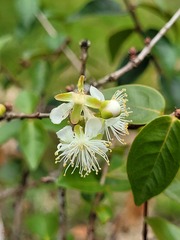 Eugenia uniflora