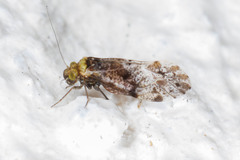 Trichadenotecnum alexanderae