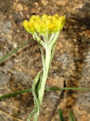 Helichrysum