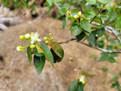 Eugenia uniflora