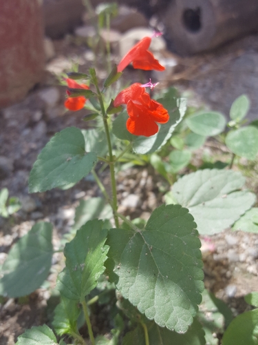 Salvia coccinea