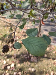 Alnus glutinosa