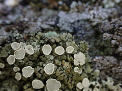 Rhizoplaca chrysoleuca