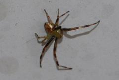 Australomisidia pilula