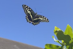 Papilio demodocus demodocus