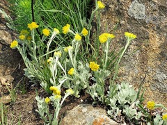 Helichrysum