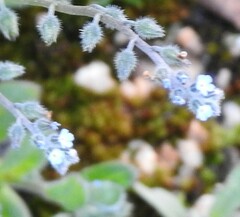 Myosotis ramosissima