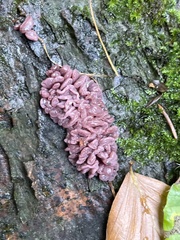 Ascocoryne sarcoides