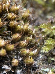 Diphyscium foliosum