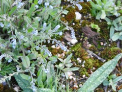 Myosotis ramosissima