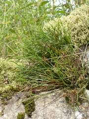 Asplenium septentrionale