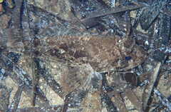 Scorpaena porcus