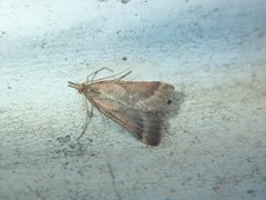 Pyralidae
