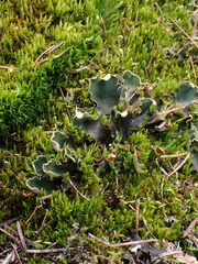 Peltigera malacea