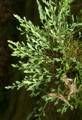 Asplenium × alternifolium