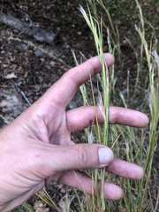 Andropogon virginicus