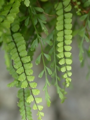 Asplenium × alternifolium