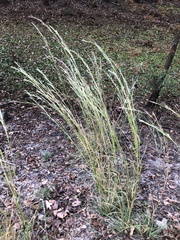 Andropogon virginicus