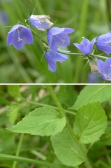 Campanula rhomboidalis