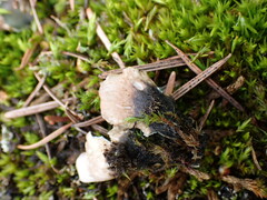 Peltigera malacea