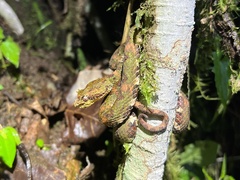 Bothriechis schlegelii