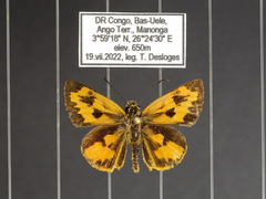 Pardaleodes incerta murcia