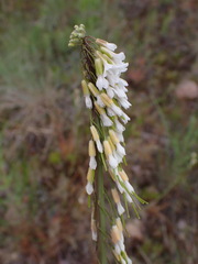Boechera