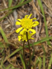 Asteraceae
