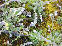 Myosotis persoonii