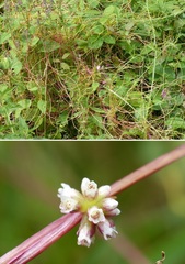 Cuscuta europaea