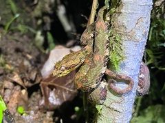 Bothriechis schlegelii